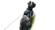 Pet Tracker Realtime GPS Tracking System for Dogs Collar Attach GSM Tracking Device Size:XS