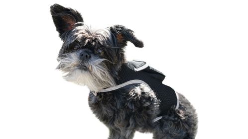 Waterproof Realtime GPS Pet Locator GSM Collar Mounted Tracking Device Size:XS